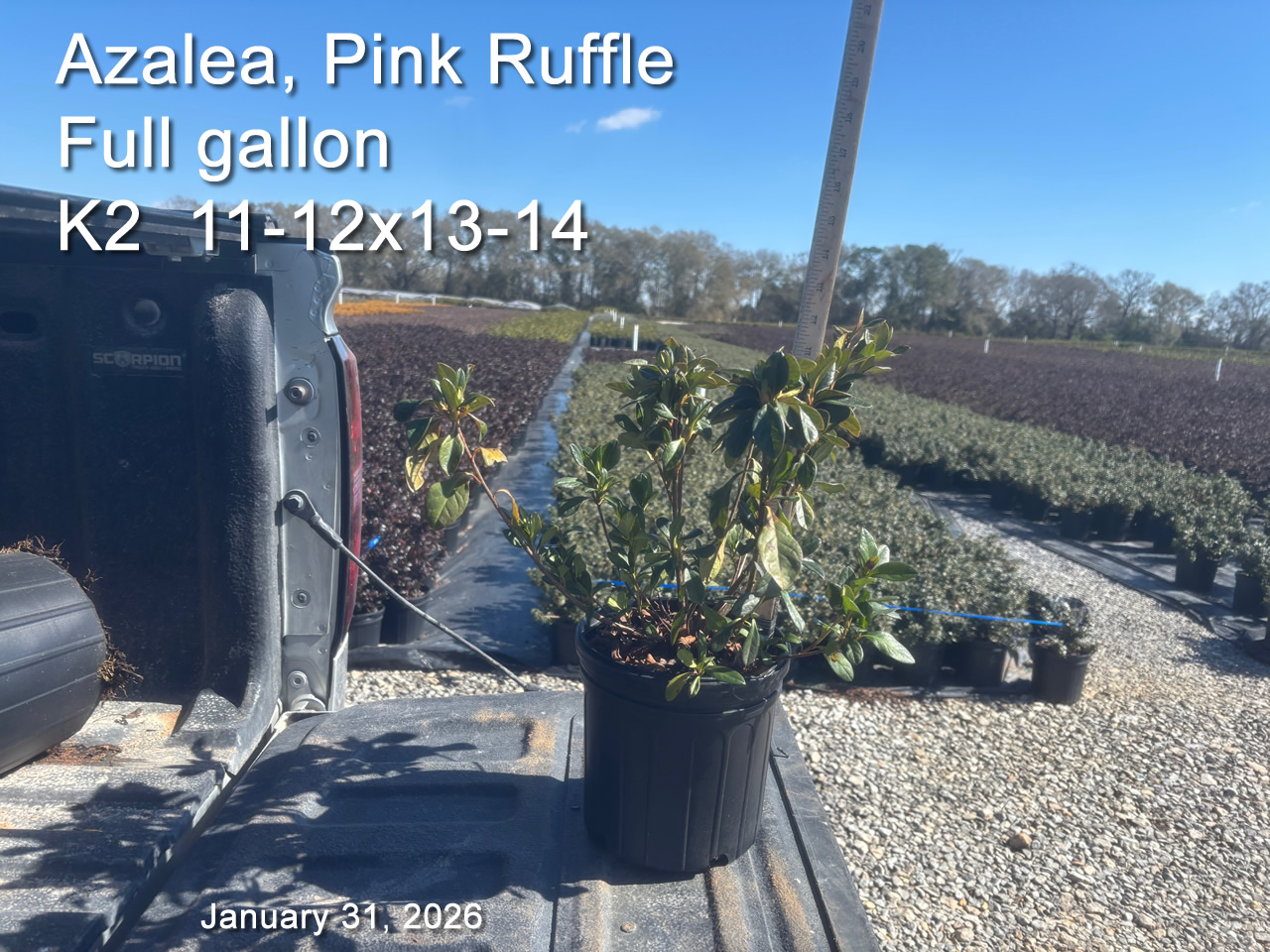 gallery/pr2yf k2 jan31.jpg